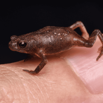 Daily Dive # 024 | Discovering and Describing New Frogs: Part Three